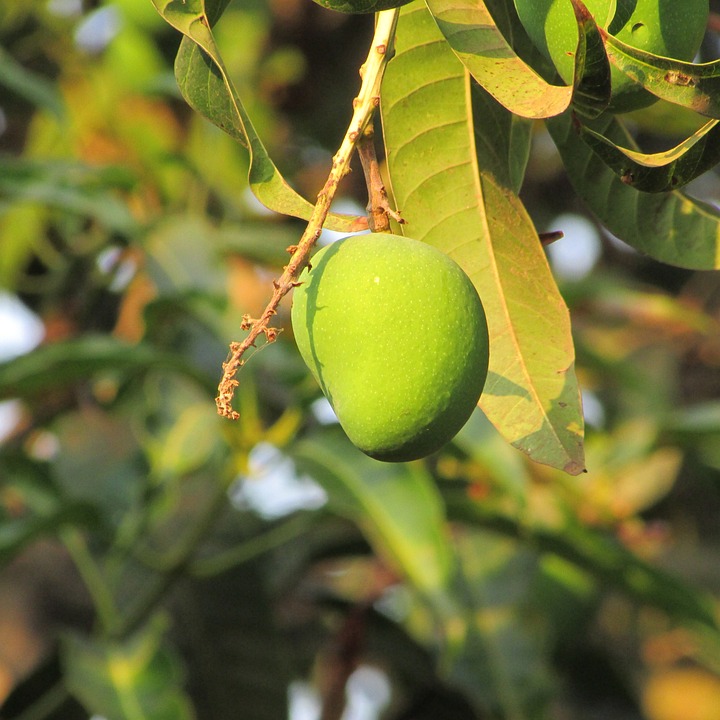 マンゴーの果実の開花と健康上の利点